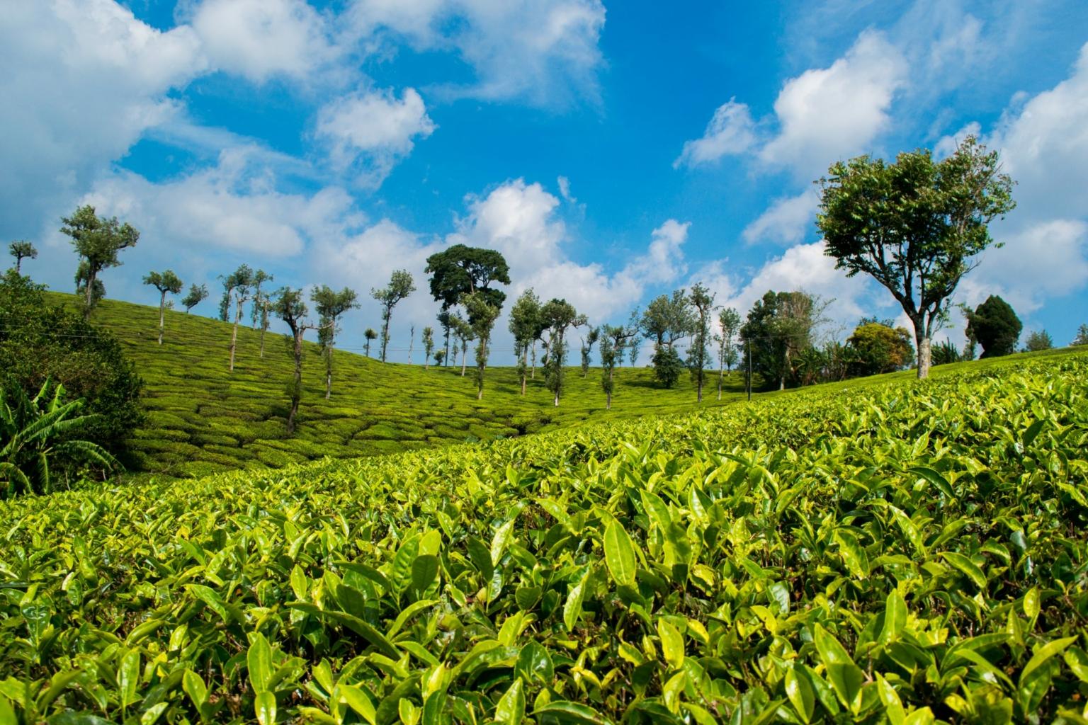 Tea Estates in Ooty